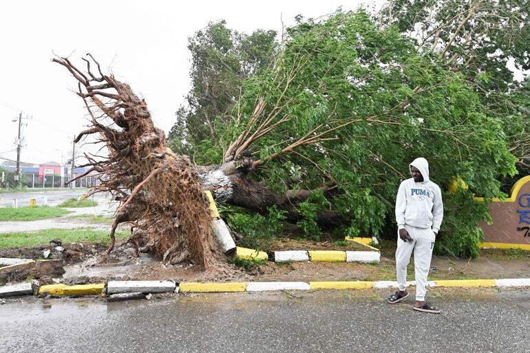 Un hombre observa un árbol caído en St. Catherine, Jamaica, el 28 de octubre de 2025.
