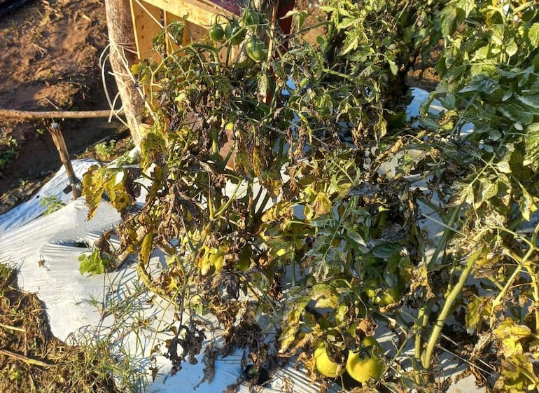 Plantas de tomate marchitas en un campo en Caaguazú, con tomates verdes visibles, reflejando el impacto de la helada.
