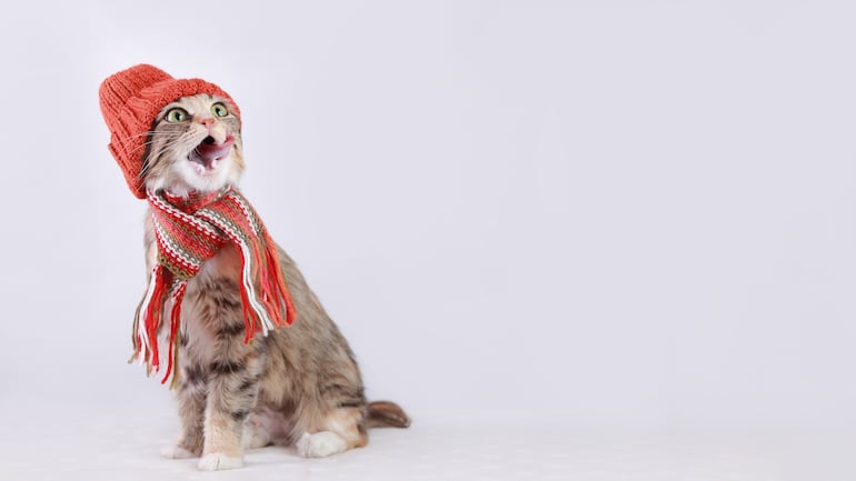 Gato abrigado.