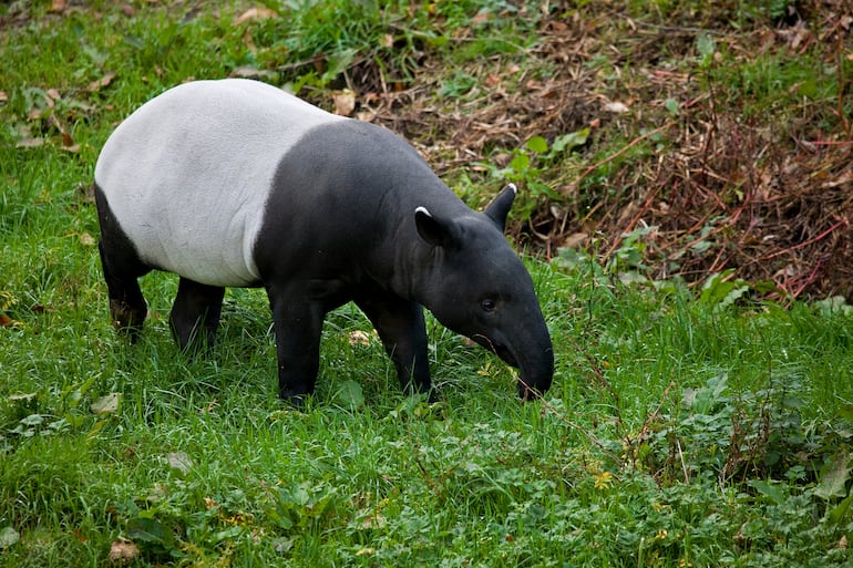 Tapir malayo o tapirus indicus.