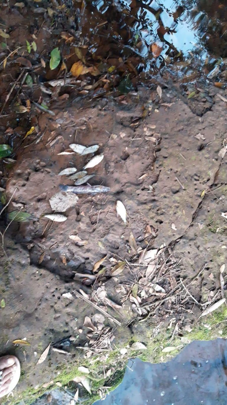 Nueva mortandad de peces en Paso Yobai: Fiscalía investiga posible contaminación en arroyo Sanabria.