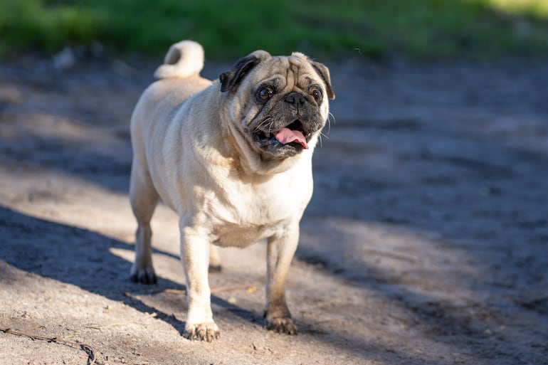 Perro de la raza Pug.