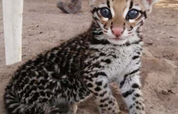 Un pequeño ocelote (Leopardus pardalis), con los dientes cortados y de unos pocos meses, fue rescatado de un bus de larga distancia en la ciudad de Filadelfia. (Imagen del Refugio Urutaú).