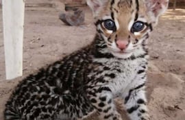 Un pequeño ocelote (Leopardus pardalis), con los dientes cortados y de unos pocos meses, fue rescatado de un bus de larga distancia en la ciudad de Filadelfia. (Imagen del Refugio Urutaú).