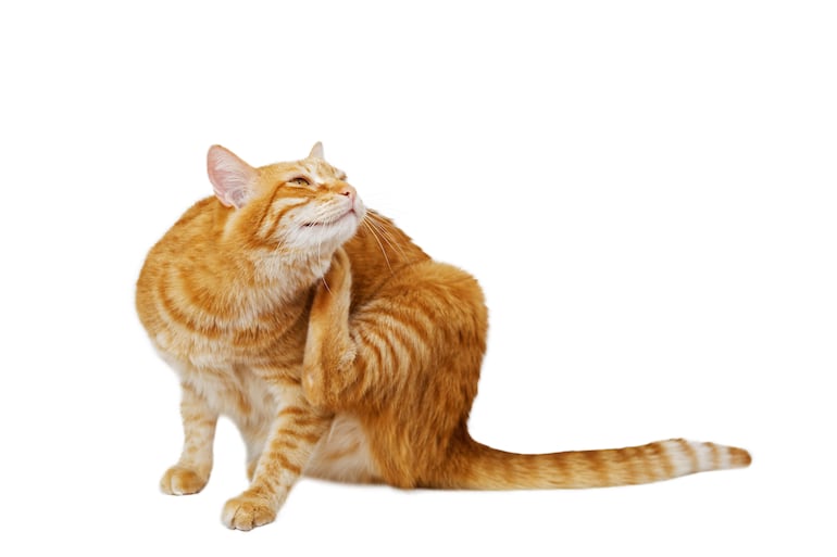 Gato se rasca.