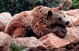 Oso, imagen ilustrativa.