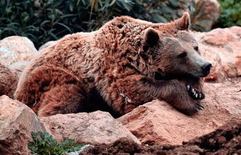 Oso, imagen ilustrativa.