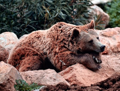 Oso, imagen ilustrativa.