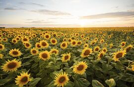 El girasol vuelve con más energía