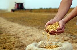 La calidad de los suelos es crucial para obtener producción de calidad.