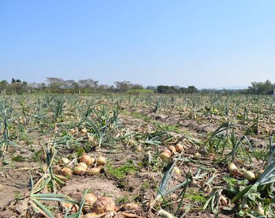 Productores califican de fracaso la campaña de siembra de cebolla en Paraguarí.