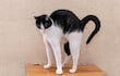 Un gato con el lomo arqueado puede estar asustado, jugando o sentir dolor.
