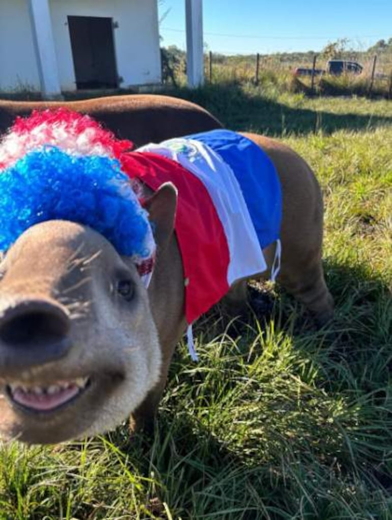 Tapir Aguara guasú adornado con sombrero y capa de colores rojo, blanco y azul en un entorno natural.