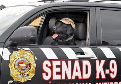 Rocky, el agente canino de la Senad que será homenajeado mañana por la Junta Municipal de Asunción.