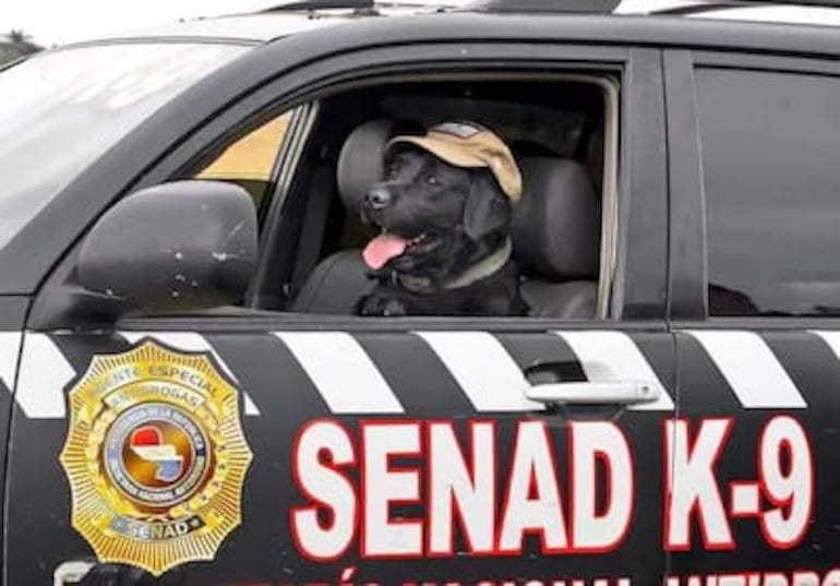 Rocky, el agente canino de la Senad que será homenajeado mañana por la Junta Municipal de Asunción.