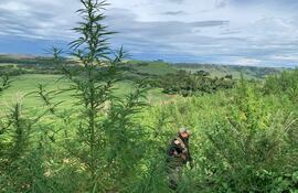 marihuana, operación nueva alianza 49