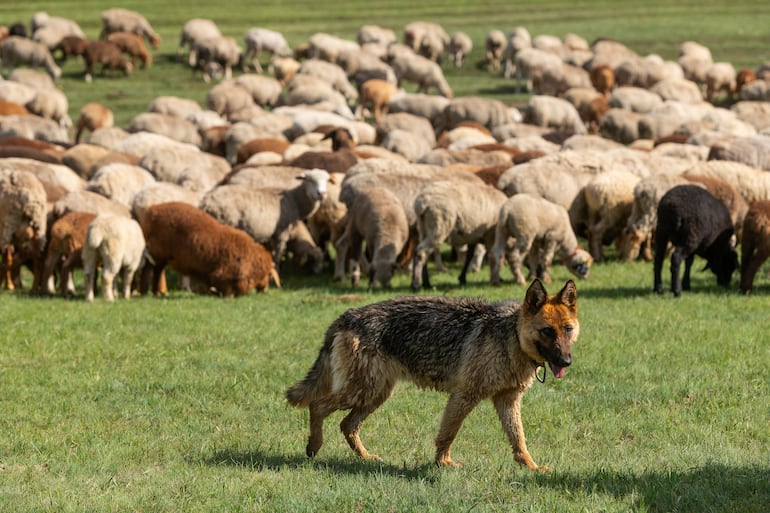 Perro pastor alemán.