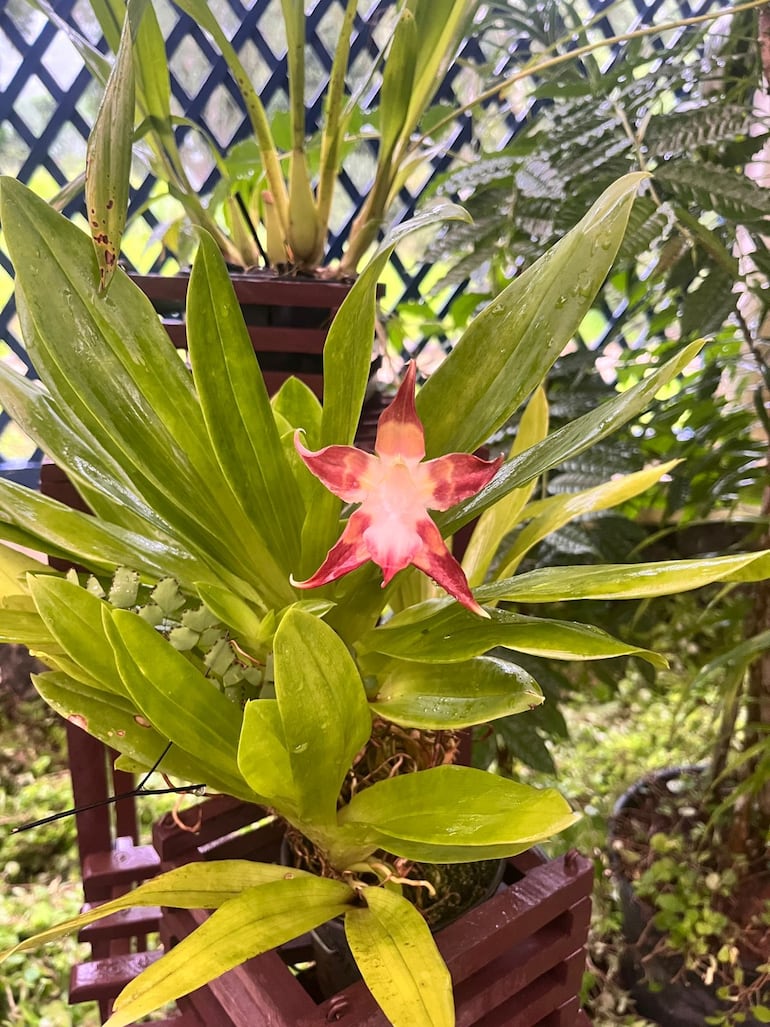 Orquideario del Jardín Botánico de Río de Janeiro, Brasil.