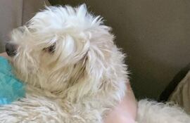 Puchi se perdió en inmediaciones de el barrio La Victoria, cerca del local de Nutrihuevos.