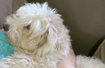 Puchi se perdió en inmediaciones de el barrio La Victoria, cerca del local de Nutrihuevos.