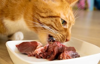 ¿Está bien dar carne cruda a mi gato?