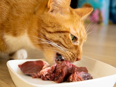 ¿Está bien dar carne cruda a mi gato?