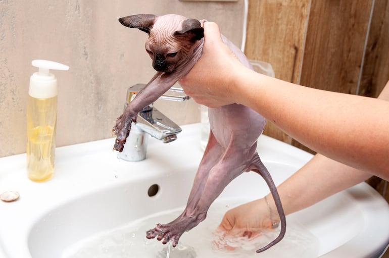 Gatos sphynx en pleno baño.