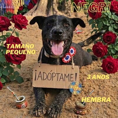 La Dirección de Defensa Animal publicó el catálogo de adopción en la "Edición Amigos".