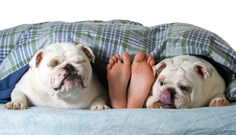 Perro a los pies de sus humanos.