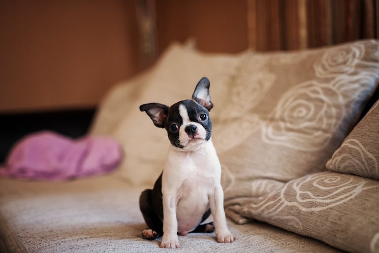 Perro de la raza Boston Terrier.