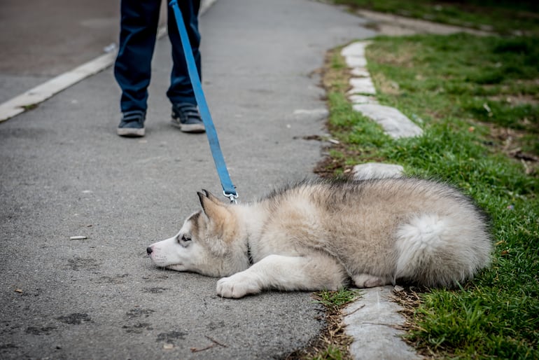 Perro de la raza husky siberiano.