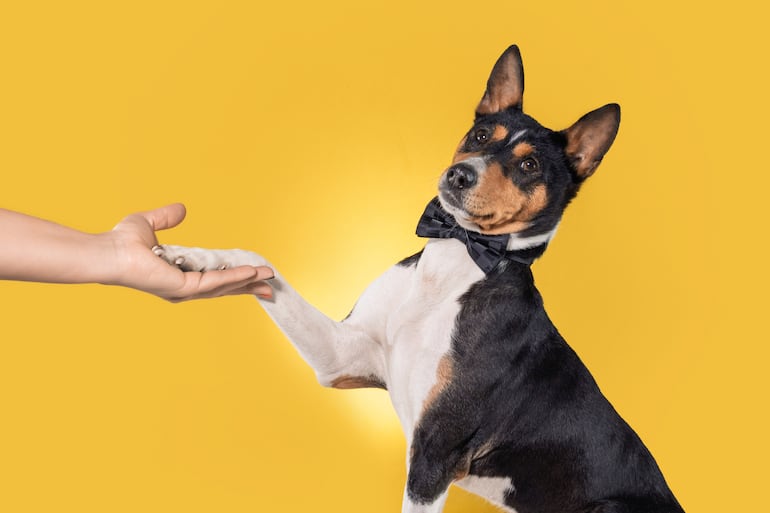Perro de la raza basenji.