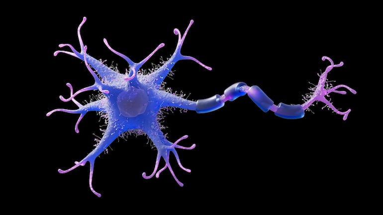 Concepto de neurona.