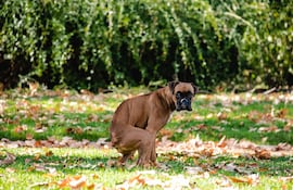 Un perro hace sus necesidades.