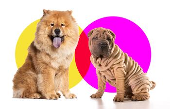 Perros de la raza Chow chow y Shar pei.