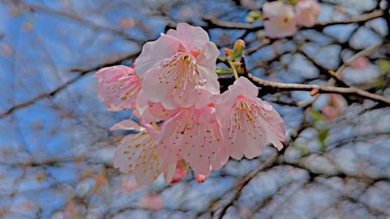 Cerezo en Flor: últimos días de floración para conocer el paseo turístico natural en La Paz - Viajes