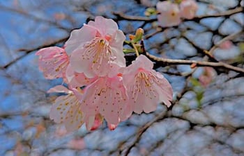 Rama de flores de sakura de color rosa claro, destacándose contra un cielo azul y ramas desnudas del parque en La Paz.
