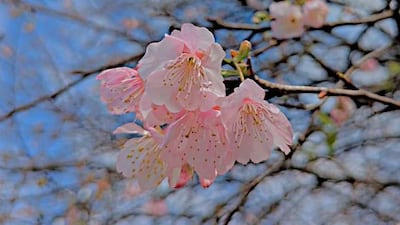 Rama de flores de sakura de color rosa claro, destacándose contra un cielo azul y ramas desnudas del parque en La Paz.