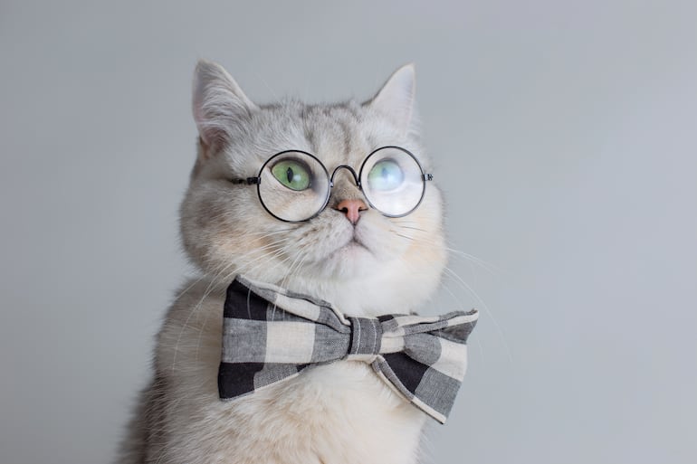 Gato.