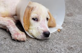 Perro con enfermedad de la piel.