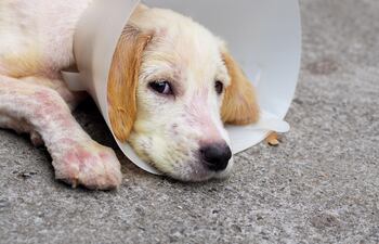 Perro con enfermedad de la piel.