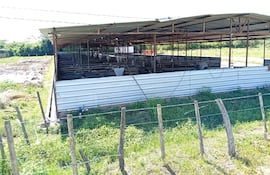 Denuncian que chanchería estaría ocasionando presunta contaminación ambiental y de cauces hídricos en Acahay.