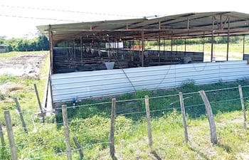Denuncian que chanchería estaría ocasionando presunta contaminación ambiental y de cauces hídricos en Acahay.