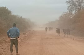 Hombre de espaldas con chaqueta de mezclilla, vigilando un grupo de vacas que caminan por un polvoriento camino rural.
