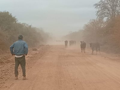 Hombre de espaldas con chaqueta de mezclilla, vigilando un grupo de vacas que caminan por un polvoriento camino rural.