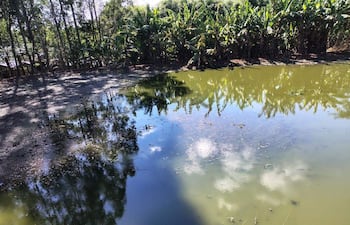 Estanque con agua oscura y restos vegetales rodeado de plantas altas en un ambiente rural tranquilo.