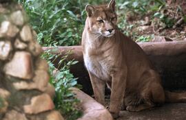 Un puma (Puma concolor) es fotografiado en la asociación Mata Ciliar, una organización dedicada a la conservación de la biodiversidad, en Jundiaí, estado de São Paulo, Brasil, el 29 de mayo de 2025.