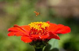 Una abeja melipona sobrevuela una flor para recoger el polen.
