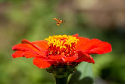 Una abeja melipona sobrevuela una flor para recoger el polen.