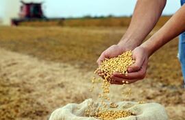 Aceiteras atraviesan situación crítica.